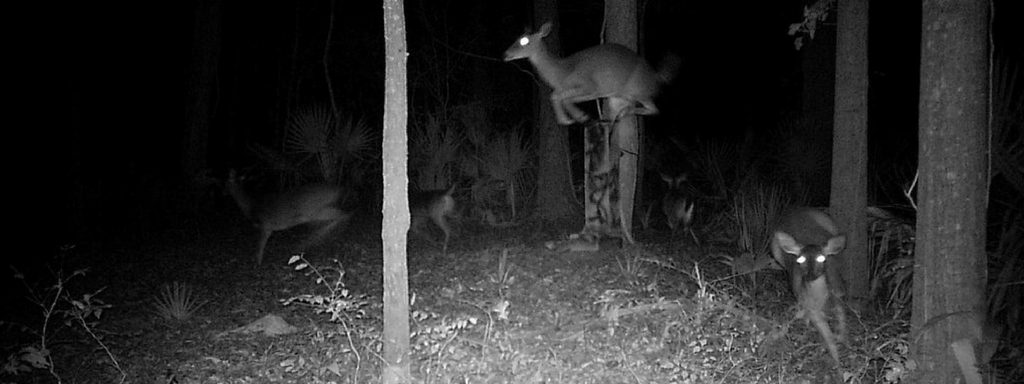 The Best Deer Deterrent of All: the Element of Surprise