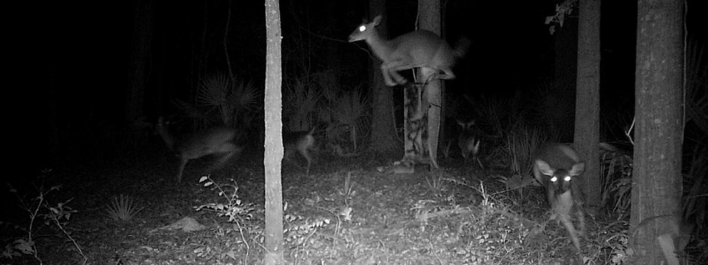 The Best Deer Deterrent of All: the Element of Surprise