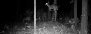 The Best Deer Deterrent of All: the Element of Surprise