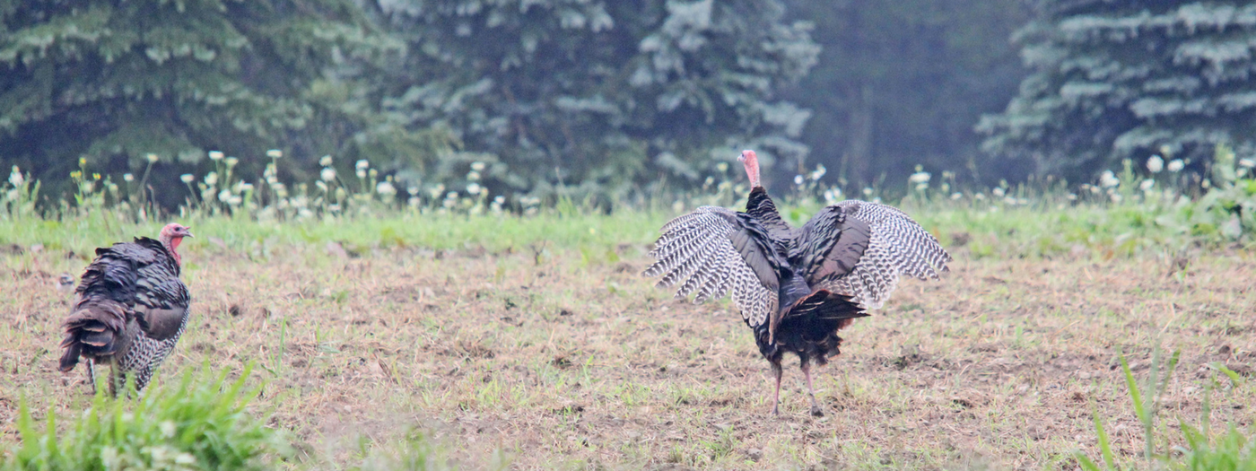 How to Make a Mock Turkey Dusting Site