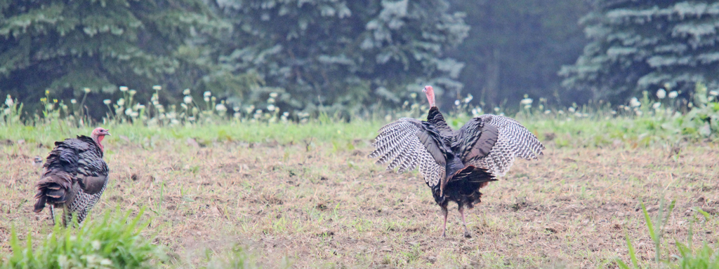 How to Make a Mock Turkey Dusting Site