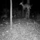 The Best Deer Deterrent of All: the Element of Surprise