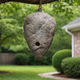 How to Keep Wasps Away Naturally (Without Chemicals or Sprays)