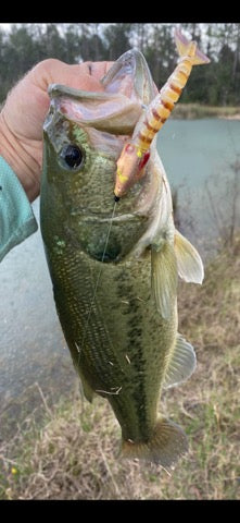 Floating Shrimp-it™ Jumbo