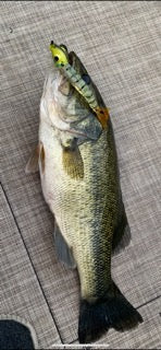 Floating Shrimp-it™ Jumbo