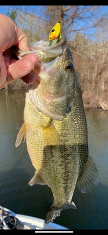 best bass fishing lure floating shrimp