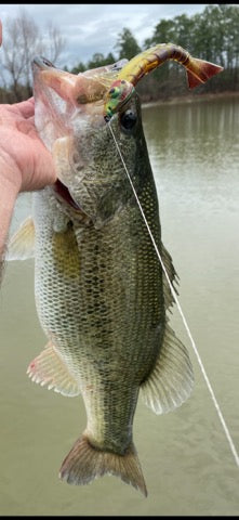 Floating shrimp lure for topwater fishing to catch big bass