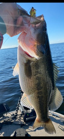 fake shrimp lure for big bass